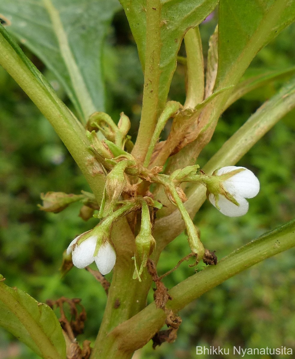 Rhynchotechum permolle (Nees) B.L.Burtt